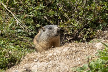 Alp dağ sıçanı (Marmota marmota) sonbaharda Almanya 'nın Bavyera kentinde yüksek dağlarda