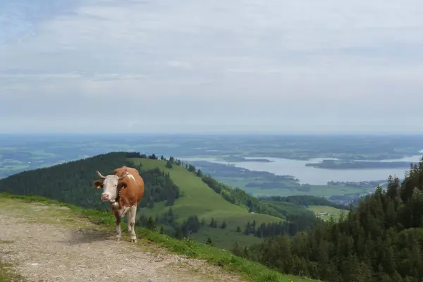 stock image Lake Chiemsee, Kampenwand mountain in Bavaria, Germany in springtime