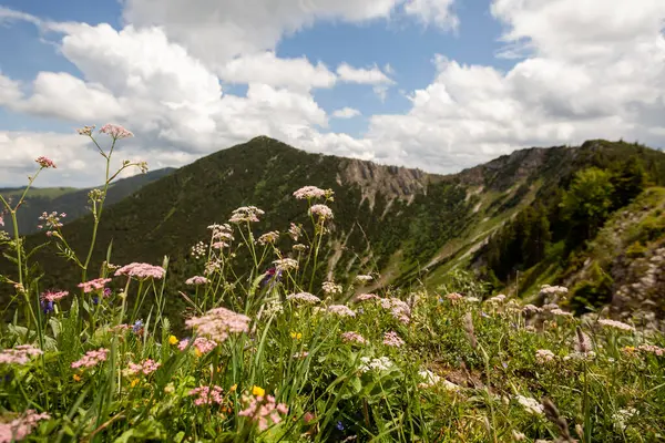 stock image Mountain hiking at Brecherspitze mountain in summertime, Bavaria, Germany