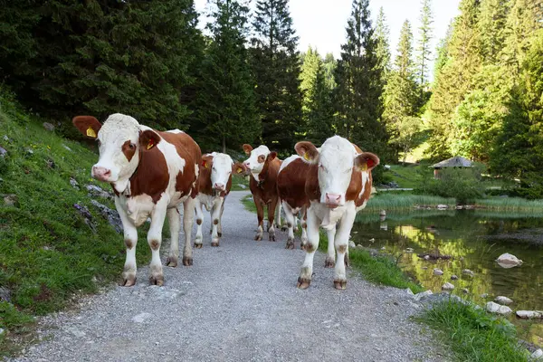 stock image Herd of cows at lake Spitzingsee in summertime Bavaria, Germany