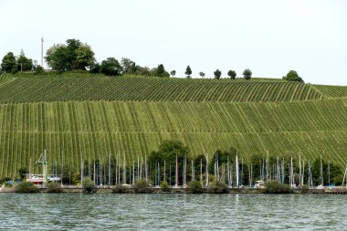 Fruit and wine growing on Lake Constance, Germany in summertime