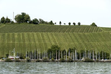 Fruit and wine growing on Lake Constance, Germany in summertime clipart