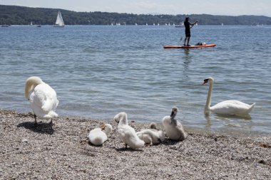 Lake Starnberger See in Bavaria, Germany in summertime clipart