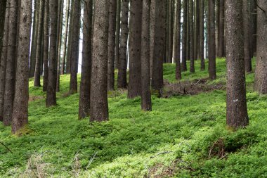 Steingaden 'den Bernbeuren' e yürüyüş yolu, Münih Yolu, St. James, Bavyera, Almanya