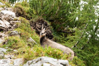 Sonbaharda Avusturya, Karwendel Hohenweg 'de Chamois Sürüsü