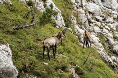 Sonbaharda Avusturya, Karwendel Hohenweg 'de Chamois Sürüsü
