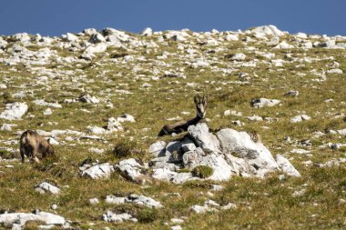 Sonbaharda Avusturya, Karwendel Hohenweg 'de Chamois Sürüsü