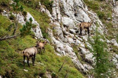 Sonbaharda Avusturya, Karwendel Hohenweg 'de Chamois Sürüsü