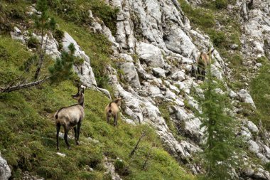 Sonbaharda Avusturya, Karwendel Hohenweg 'de Chamois Sürüsü