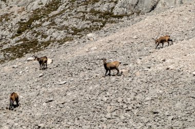 Sonbaharda Avusturya, Karwendel Hohenweg 'de Chamois Sürüsü