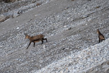 Herd of Chamois at Karwendel Hohenweg, Austria in autumn clipart