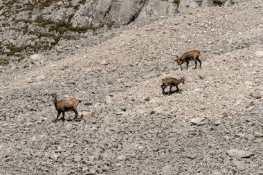 Sonbaharda Avusturya, Karwendel Hohenweg 'de Chamois Sürüsü