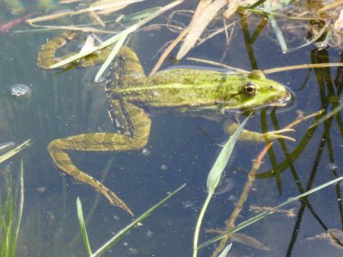 Dışarıdaki bir kurbağa portresi.