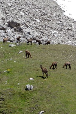 Avusturya 'daki Karwendel Dağları' ndaki Chamois Sürüsü, Tyro