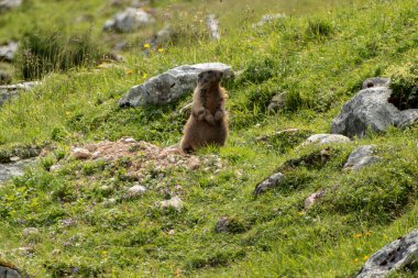 Yüksek dağlarda Alp dağ sıçanı (Marmota marmota), Avusturya 'da Tyrol, Karwendel Dağları 