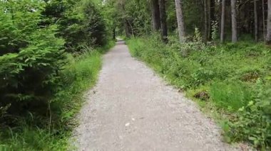 Yaz mevsiminde güzel bir ormanda yol boyunca yürüyorum.