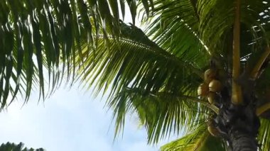 Mavi gökyüzüyle rüzgarda sallanan yeşil palmiye ağacı    