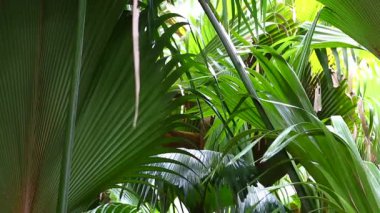 Doğa rezerv palmiye orman Vallee de Mai, Seyşeller, Praslin Adası