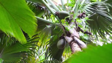 Coco de Mer palmiye ağacı meyve ile