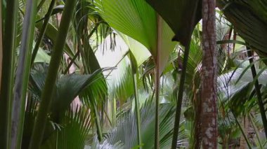 Palmiye Ormanı, Seyşeller, Tropikal Doğa Koruma Alanı