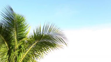 Mavi gökyüzüyle rüzgarda sallanan yeşil palmiye ağacı    