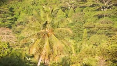 Rüzgarda sallanan yeşil palmiye ağacı mavi gökyüzü, tatiller