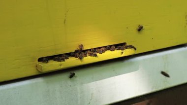 Sarı arı kovanındaki bal arıları yüksek çözünürlüklü polen toplar.