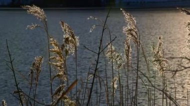 Sonbaharda bir gölde altın sazlar