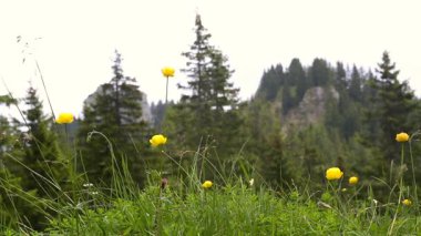 güneşli dağ manzarası Bavyera Alpleri'nde, Almanya