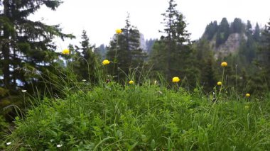 güneşli dağ manzarası Bavyera Alpleri'nde, Almanya
