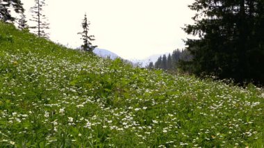 güneşli dağ manzarası Bavyera Alpleri'nde, Almanya