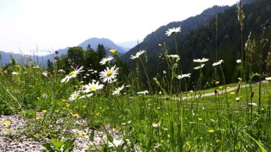 Önplanda renkli çiçeklerle dağ manzarası, Bavyera, Almanya