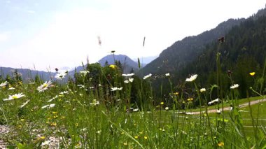 Önplanda renkli çiçeklerle dağ manzarası, Bavyera, Almanya