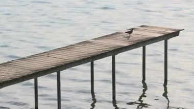 Güvercin iskeleye iniyor, yüksek çözünürlüklü video.