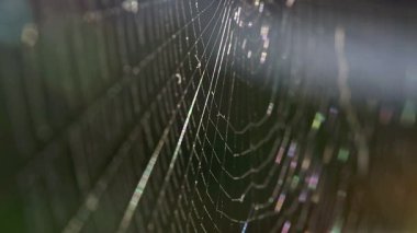 Bir örümceğin ağı, yüksek çözünürlüklü klip