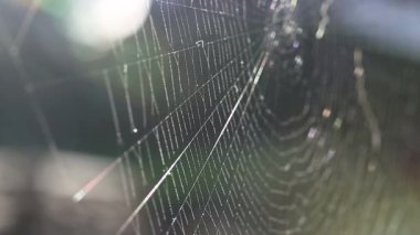Bir örümceğin ağı, yüksek çözünürlüklü klip