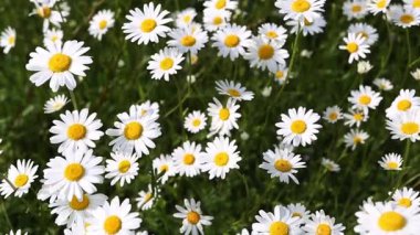 Marguerites bir alanda el atış