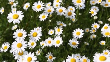 Marguerites bir alanda el atış