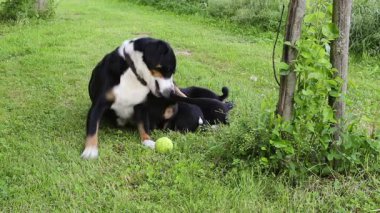 Apenzeller Senner köpeği yavrularını emziriyor, yüksek çözünürlüklü klip.