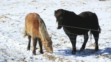 İzlanda 'da bir çayırda iki İzlandalı at, kış zamanı, yüksek çözünürlüklü video.