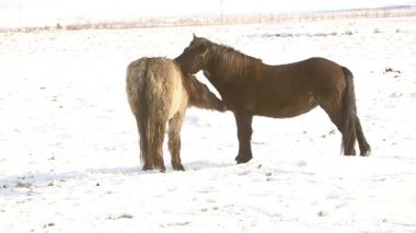 İzlandalı atlar kulak