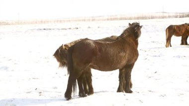 İzlandalı atlar kulak