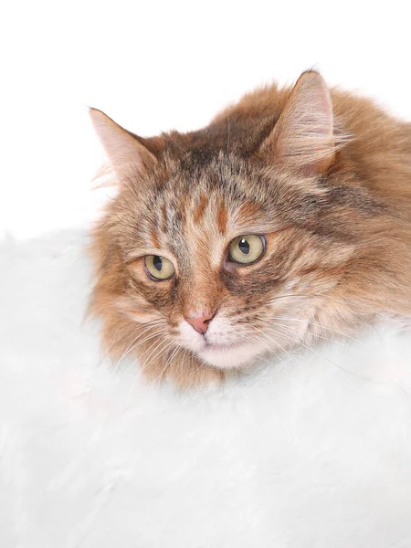 Adult Maine Coon Cat White Background — Stock Photo, Image