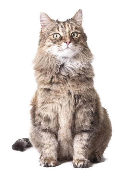 Vuxen Maine Coon Katt Vit Bakgrund — Stockfoto