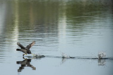 Kuş suyun üzerinde koşar ve uçmaya çalışır.
