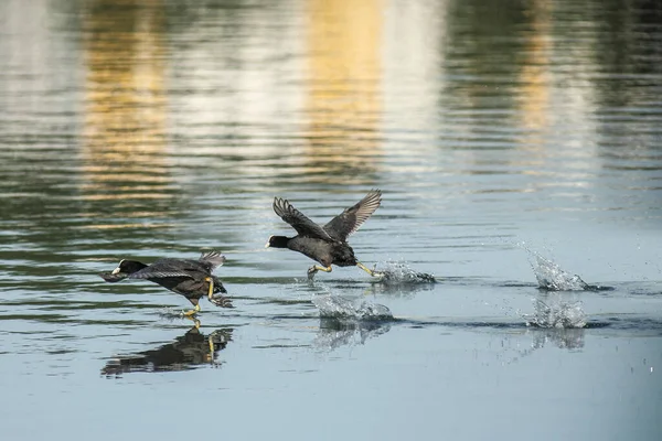 Fågeln Springer Vattnet Och Försöker Flyga — Stockfoto