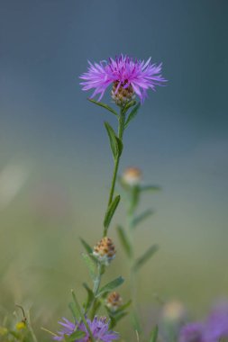 Bulanık bir arkaplanda bir çayırçiçeği