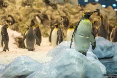 Deniz kenarındaki buzlu sahilde penguenler