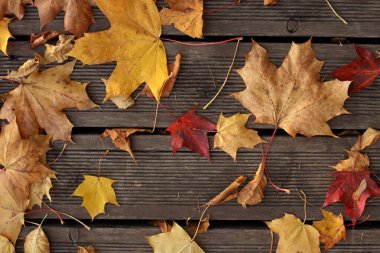 Kuru akçaağaç yaprakları sarı, kahverengi ve kırmızı tonlarda kırsal ahşap güverteye saçılmış sonbaharın güzelliğini sembolize ediyor..