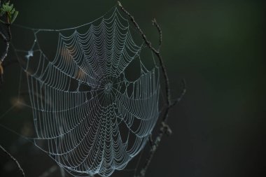 Taze sabah çiğ taneleriyle parlayan örümcek ağına yakın çekim.